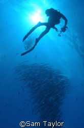 Diver photographing a barracuda school. Blue Corner Palau... by Sam Taylor 